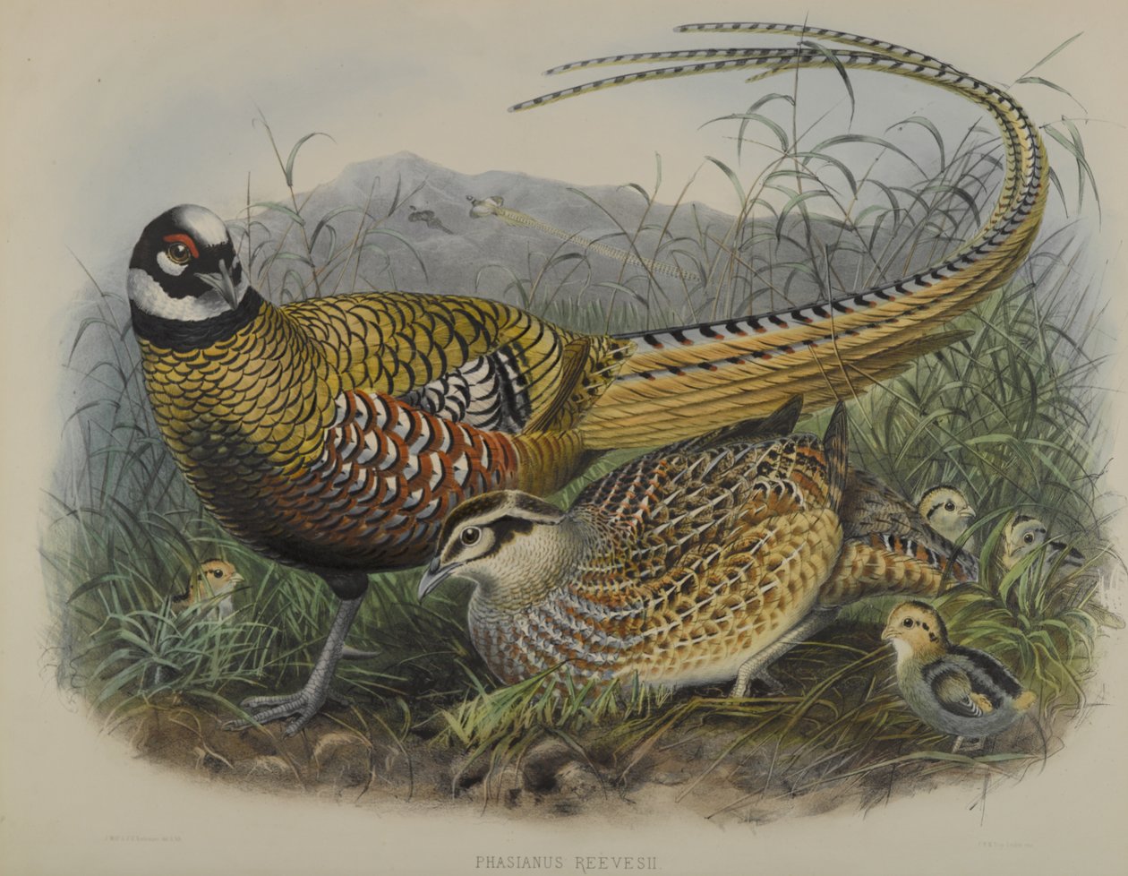 Phasianus Reevesii: Reeves fácán alkotó: Joseph Smit