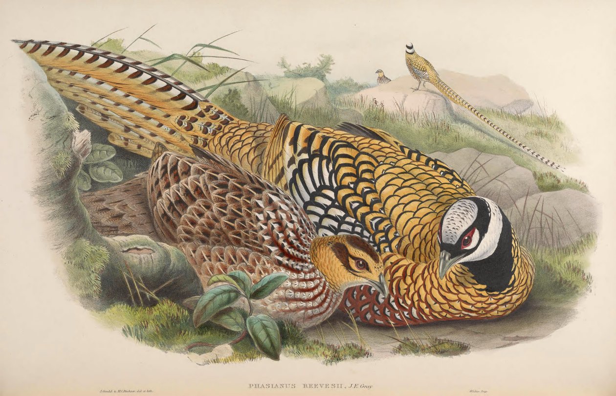 Phasianus reevesii alkotó: John Gould