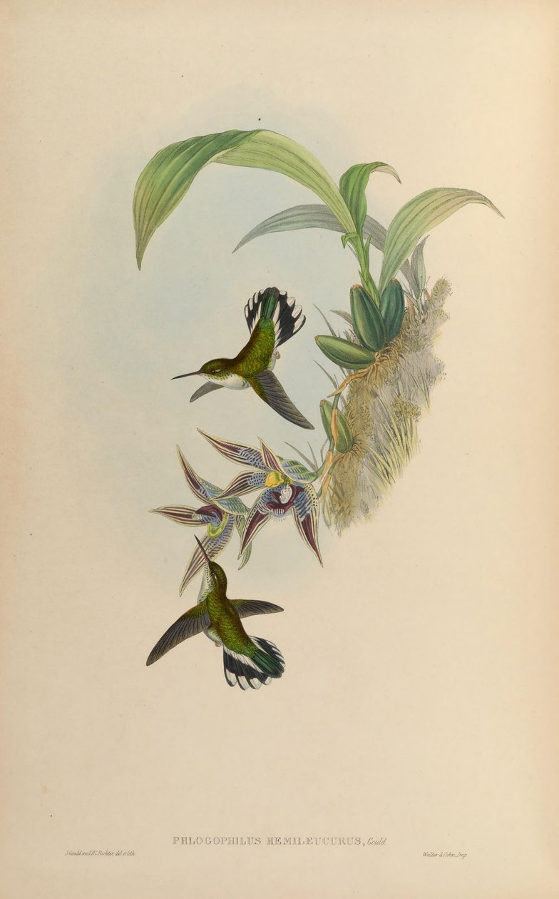 Phlogophilus hemileucurus a Paphinia cristata -n (orchidea) alkotó: John Gould