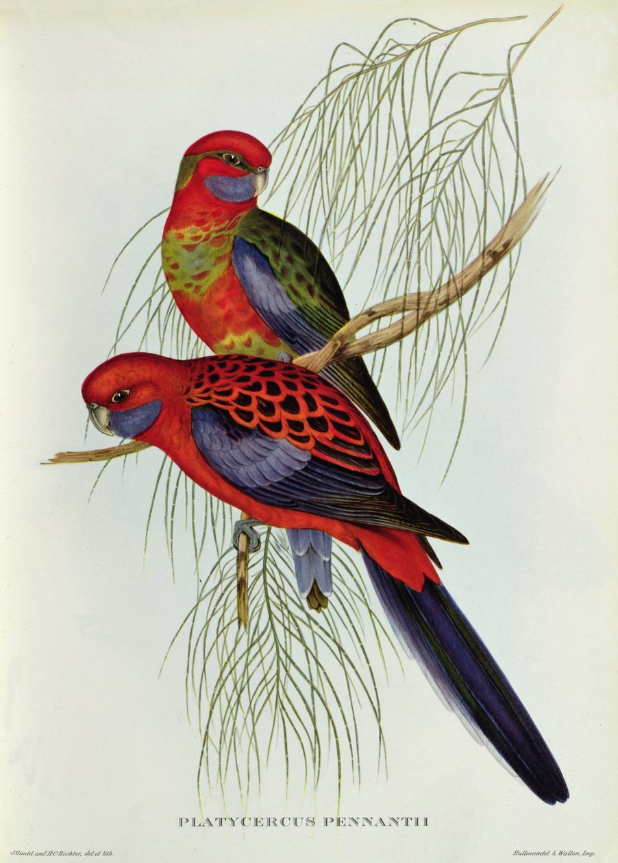Platycercus Pennantii alkotó: John Gould