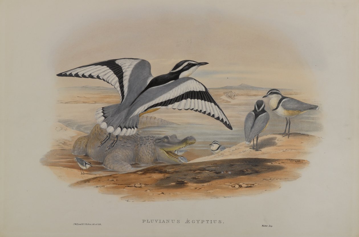 Pluvianus Aegyptius alkotó: John Gould