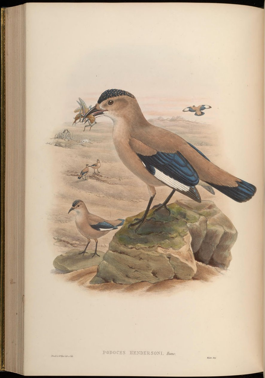 Podoces hendersoni alkotó: John Gould