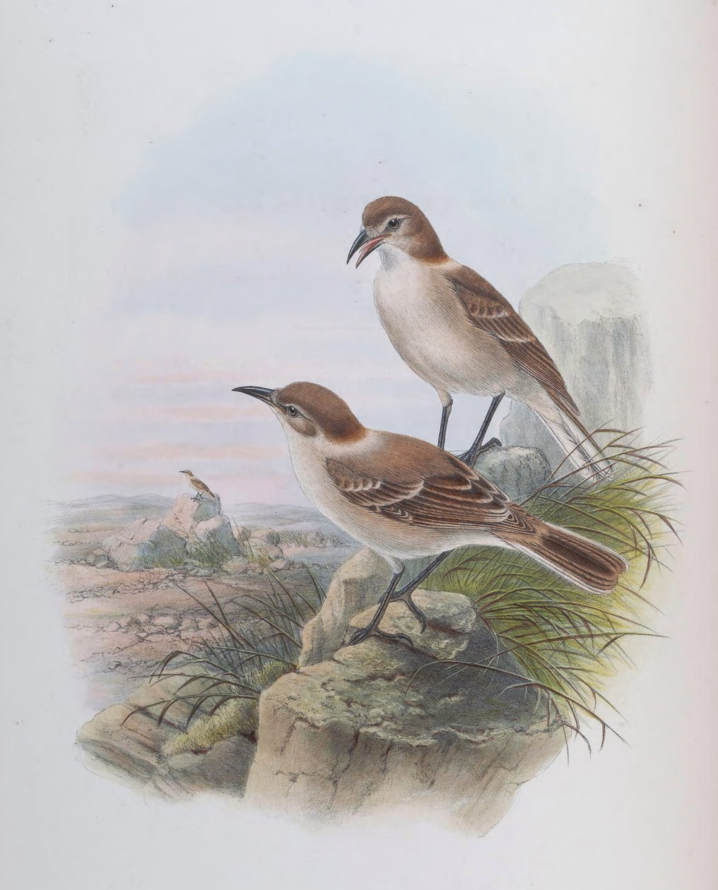 Pseudopodoces alacsony (syn. Parus low) alkotó: John Gould
