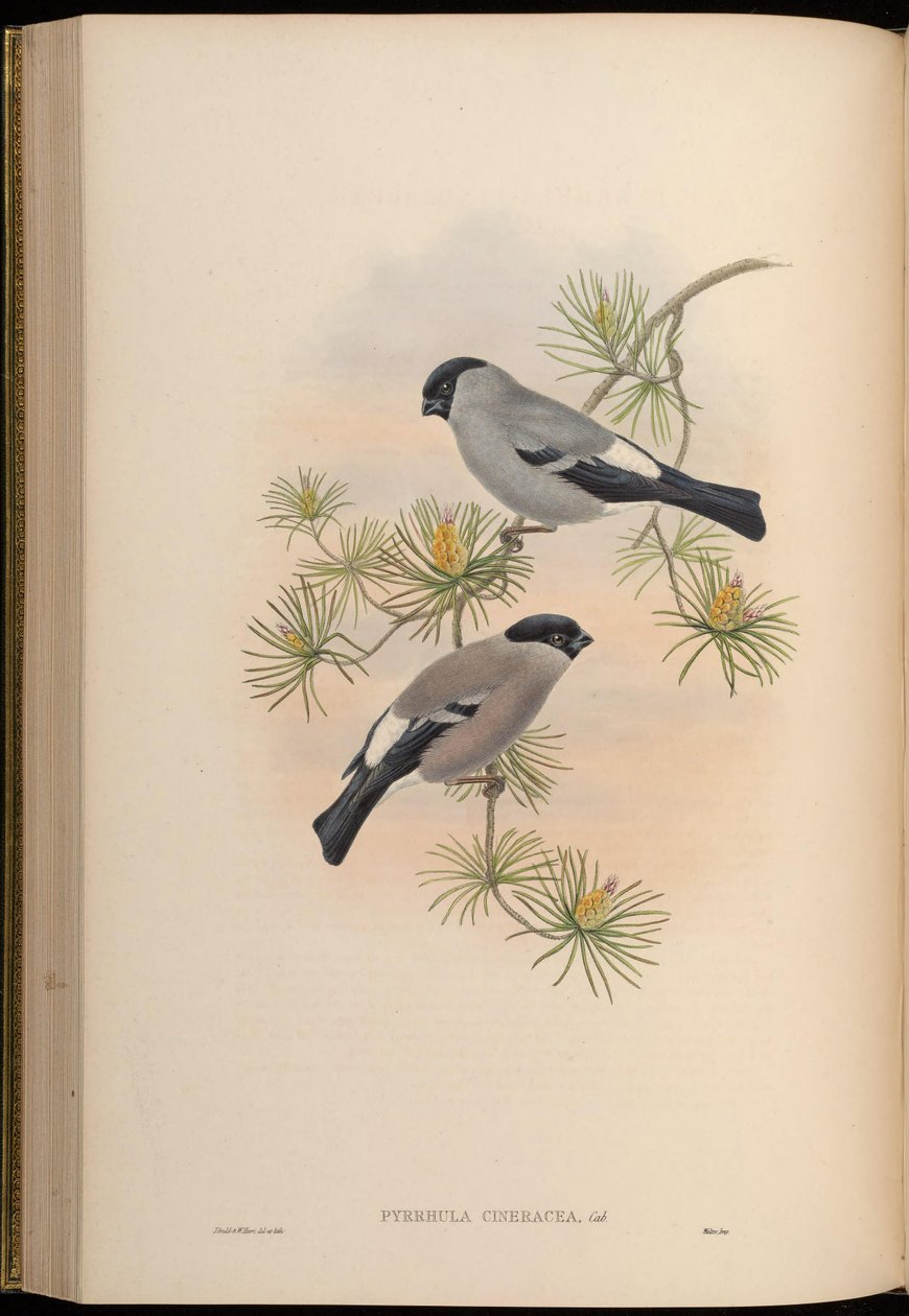 Pyrrhula cineracea = Pyrrhula pyrrhula cineracea alkotó: John Gould