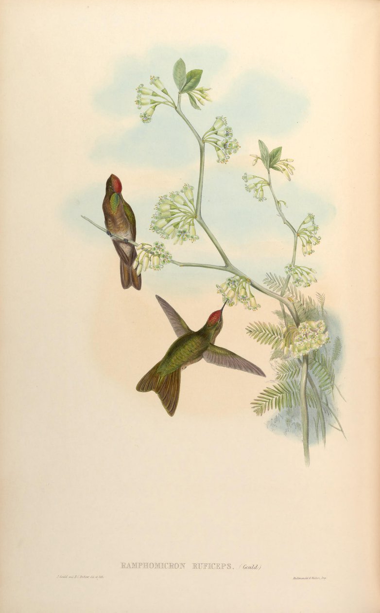 Ramphomicron ruficeps = Chalcostigma ruficeps alkotó: John Gould