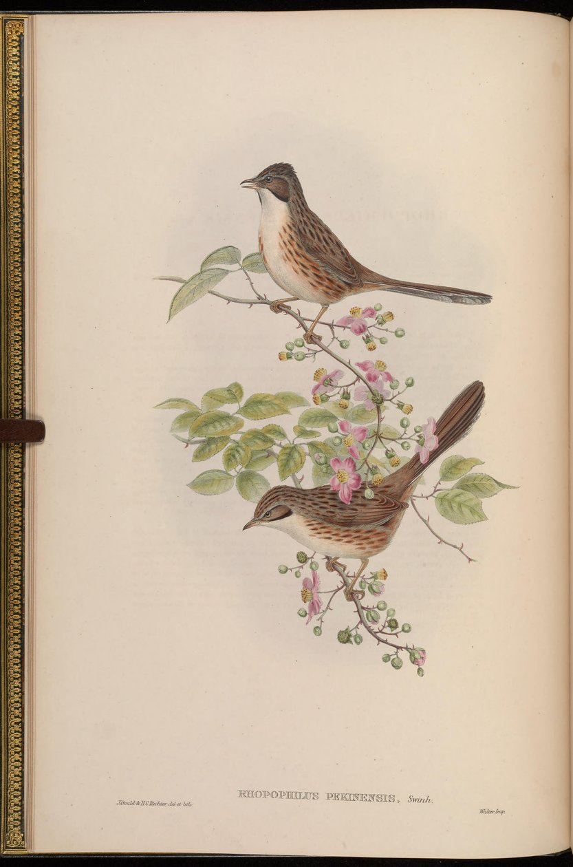 Rhopophilus pekinensis alkotó: John Gould