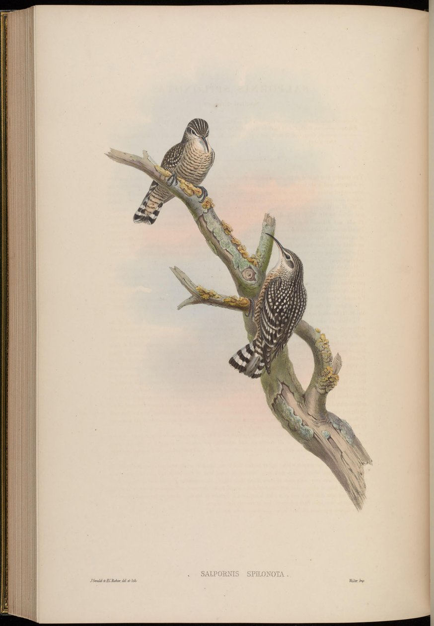 Salpornis spilonotus alkotó: John Gould
