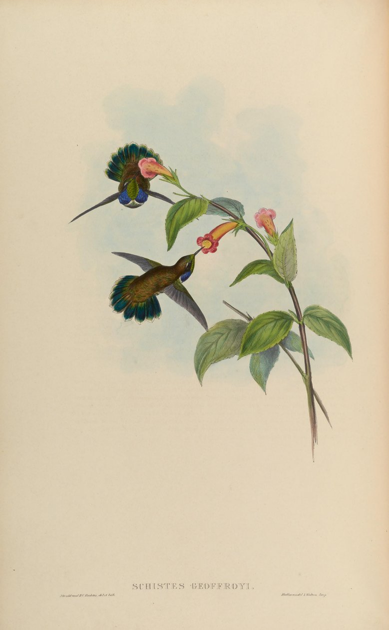 Schistes geoffroyi alkotó: John Gould