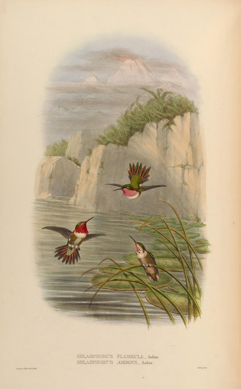 Selasphorus ardens Hím, Nő Selasphorus flammula Hím alkotó: John Gould