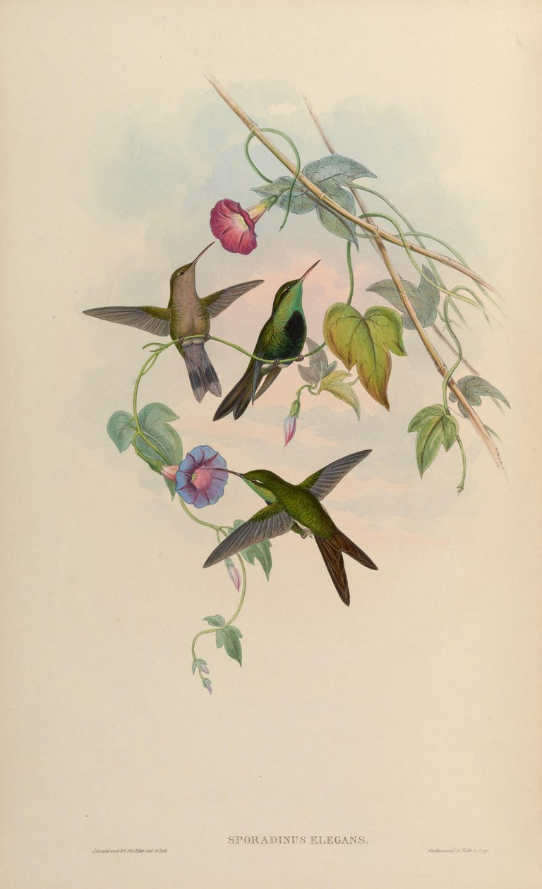 Sporadinus elegans = Chlorostilbon swainsonii alkotó: John Gould