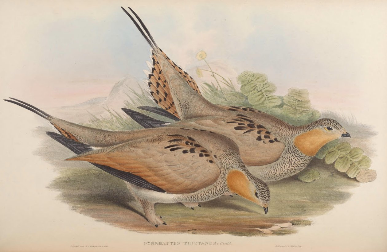 Syrrhaptes tibetanus alkotó: John Gould