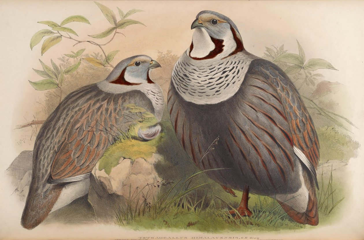 Tetraogallus himalayensis alkotó: John Gould