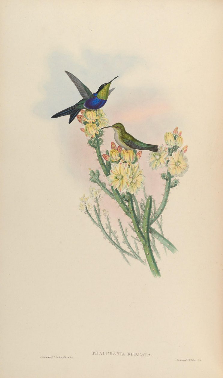 Thalurania furcata alkotó: John Gould