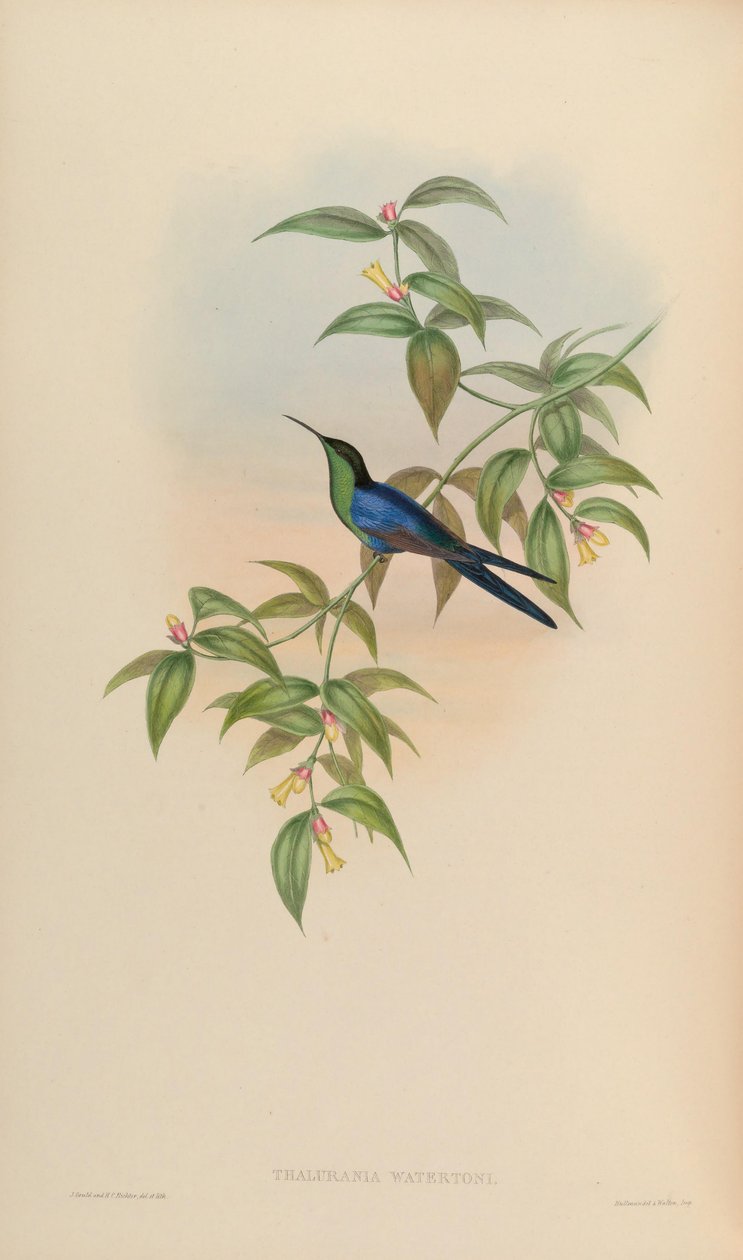 Thalurania watertonii alkotó: John Gould