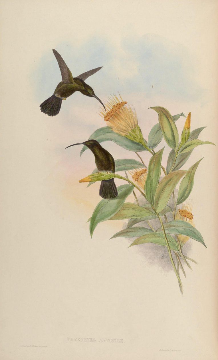 Threnetes antoniae = Threnetes niger niger alkotó: John Gould