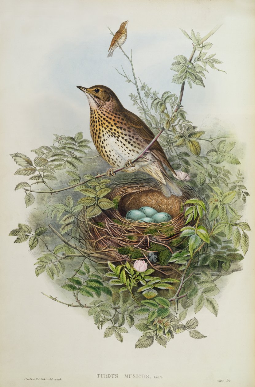 rigó, 1873 (wc, ceruza, papír) alkotó: John Gould