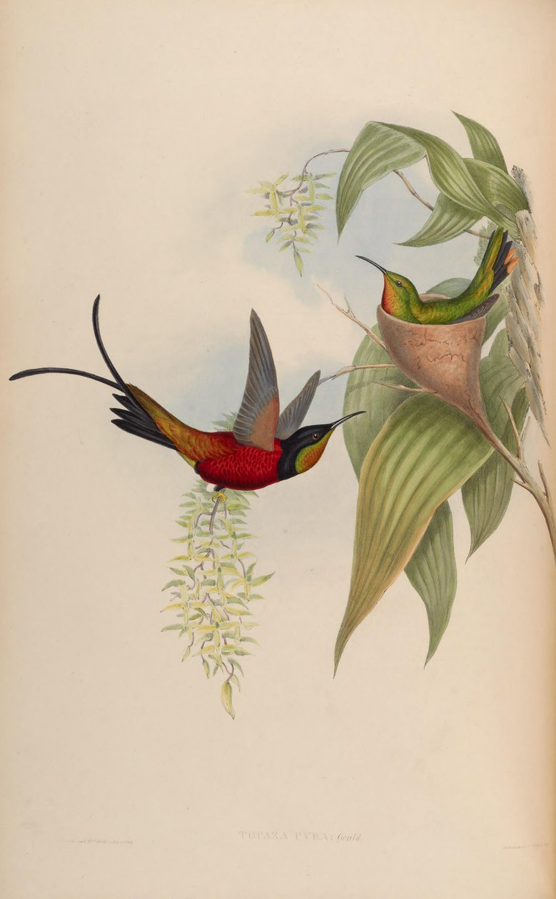 Topáz Pyra alkotó: John Gould