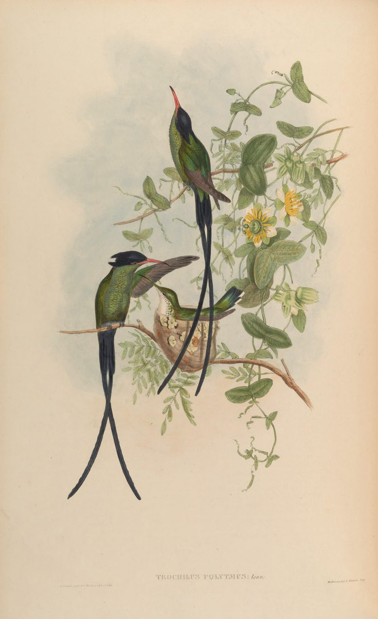Trochilus polytmus alkotó: John Gould