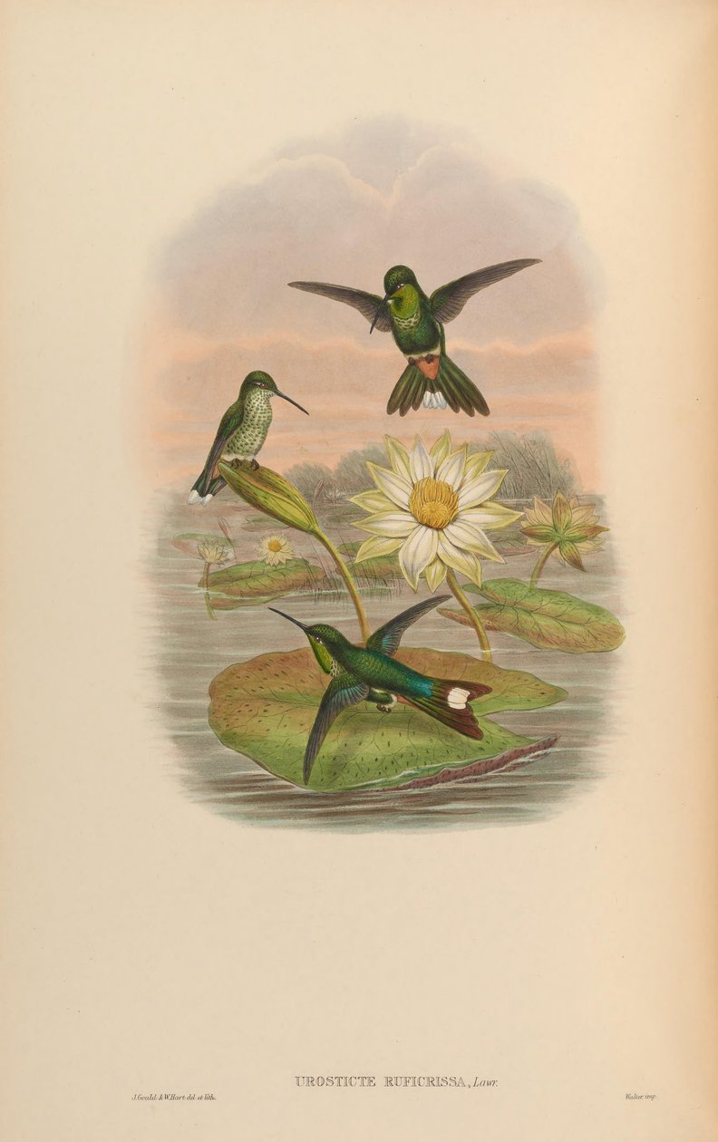 Urosticte ruficrissa alkotó: John Gould