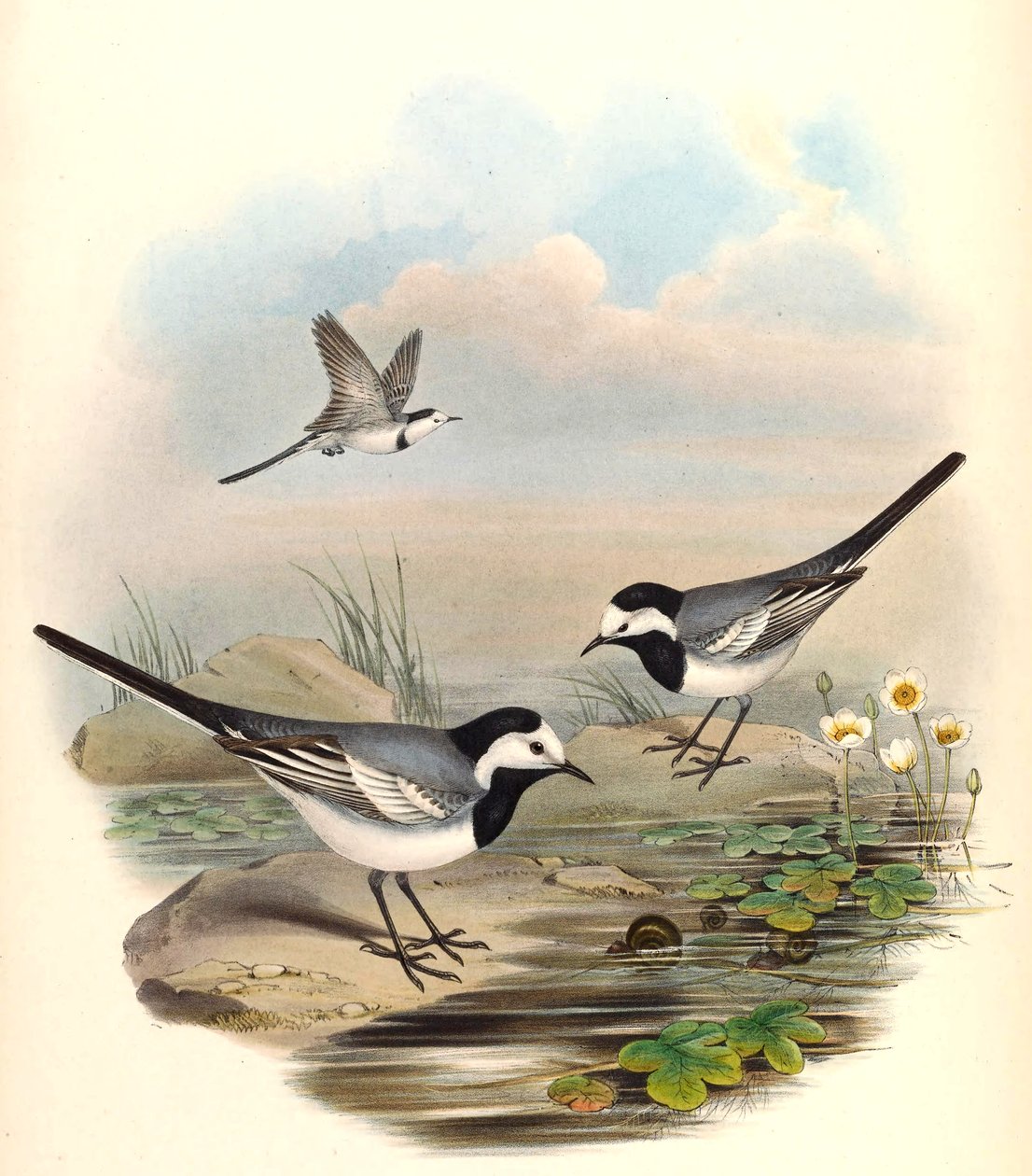 Fehér cérna (Pied Wagtail) Motacilla alba Linnaeus alkotó: John Gould