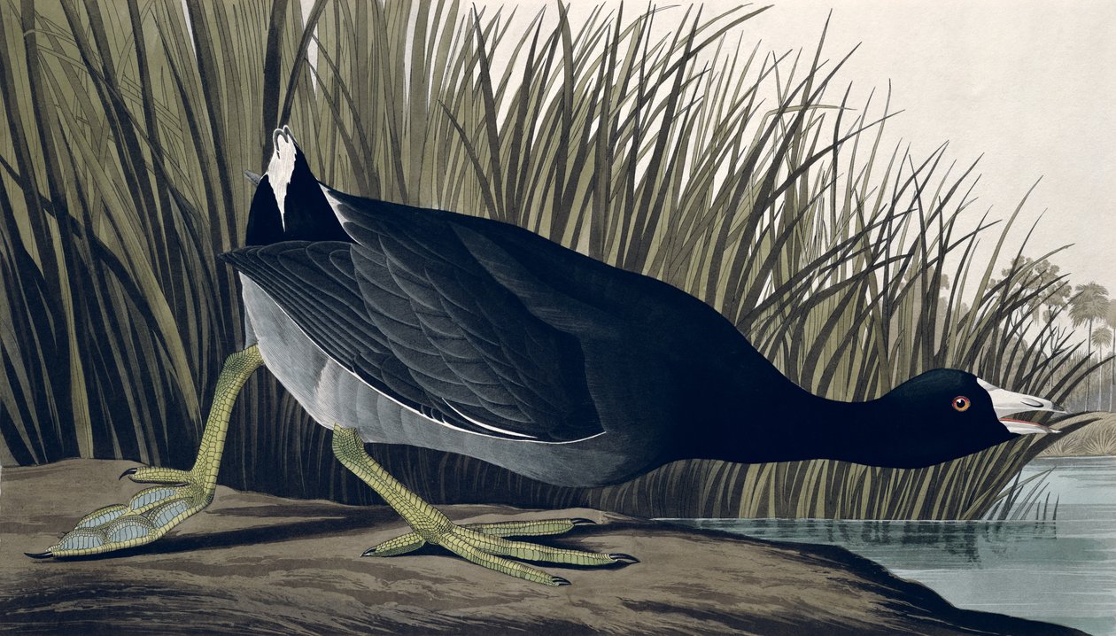 Amerikai fakopáncs, az "Amerika madarai"-ból, 1835 alkotó: John James Audubon