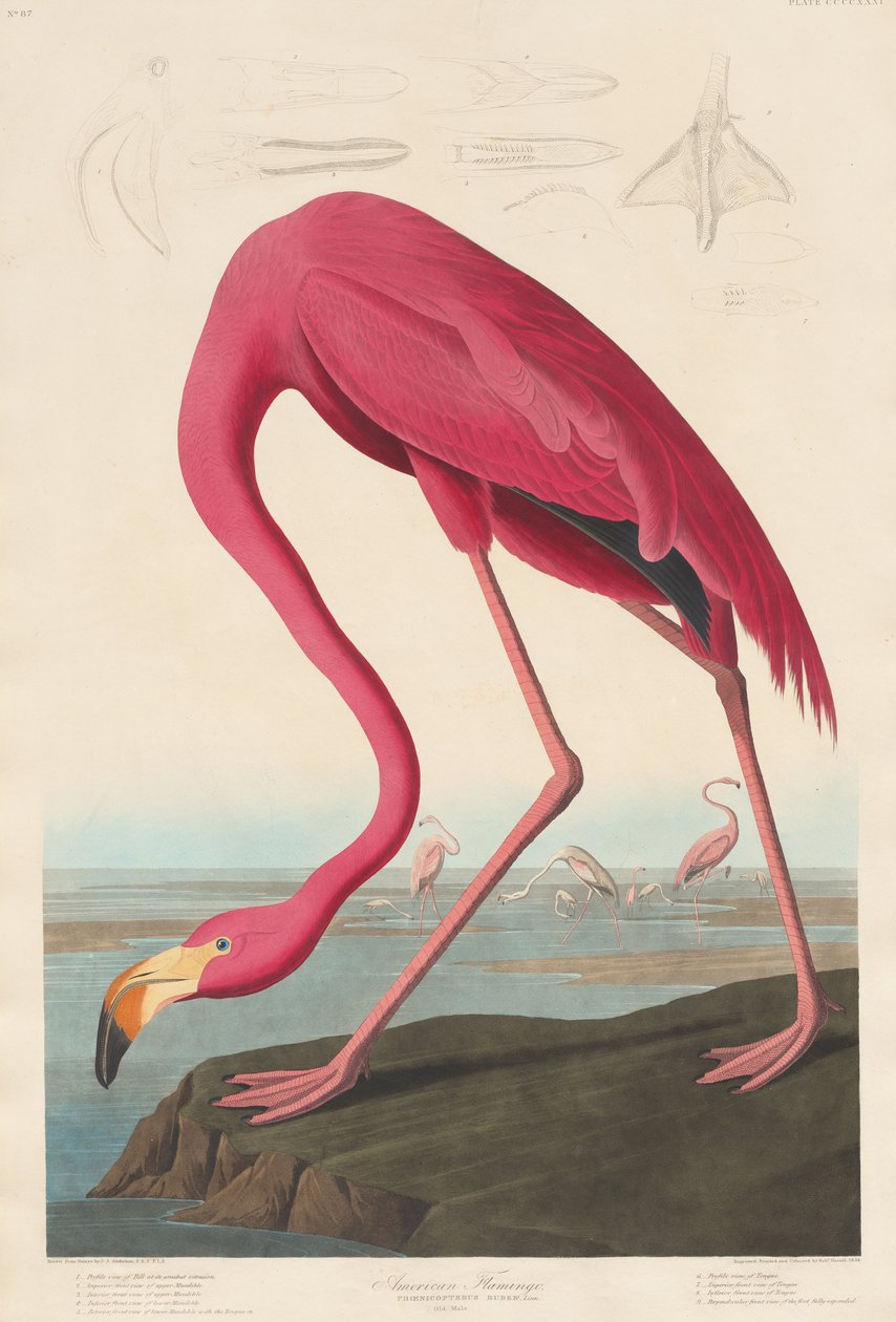 Amerikai flamingó, 1838 alkotó: John James Audubon