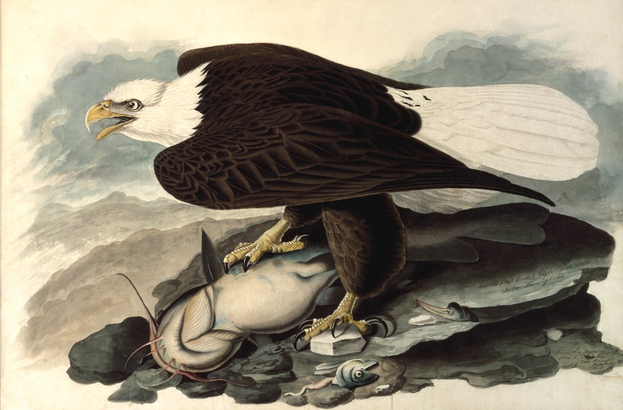 Kopasz sas, 1828 (wc, pasztell és grafit papíron) alkotó: John James Audubon
