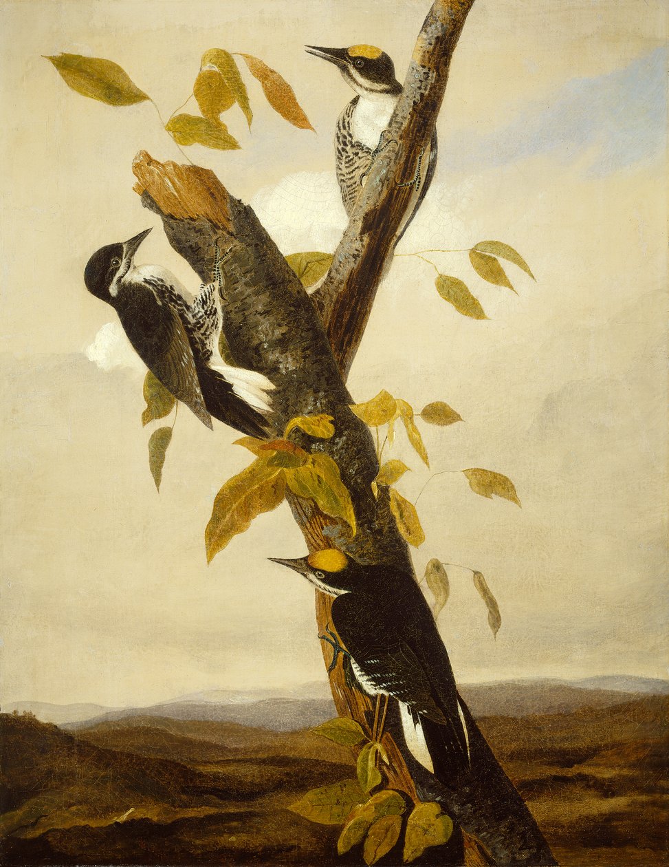 Feketehátú háromujjú harkály, 1831-3 (ceruza és olaj, vászon) alkotó: John James Audubon