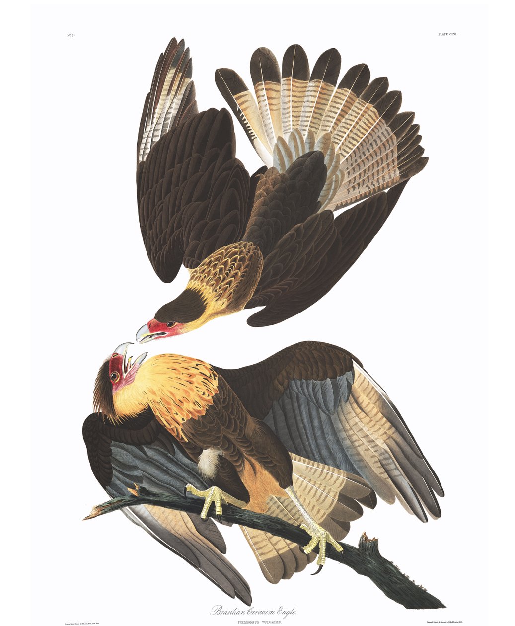 Brazil caracara sas (Polyborus vulgaris) alkotó: John James Audubon