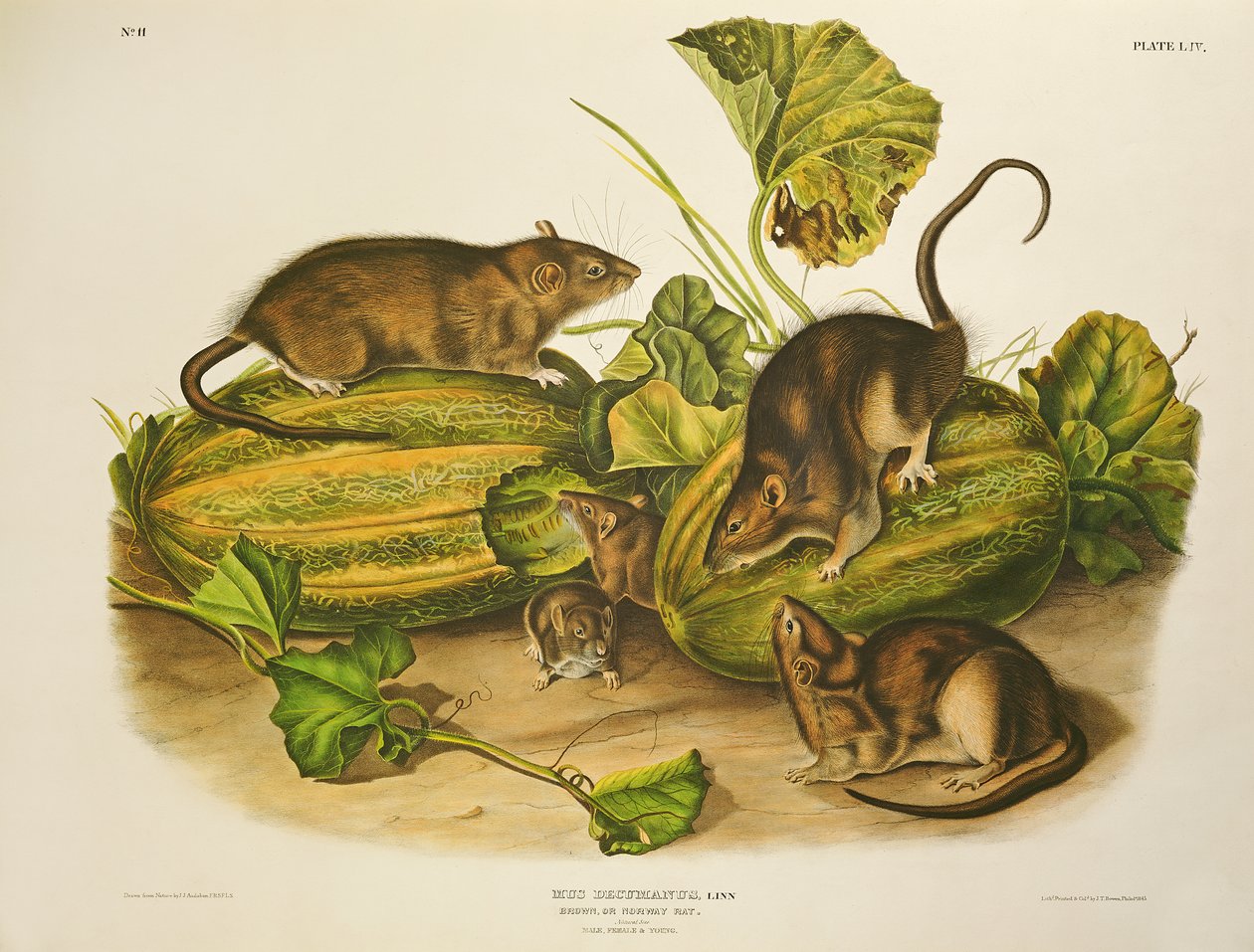 Barna vagy norvég patkány, metszette John T. Bowen (1801-56), megjelent 1845-ben. alkotó: John James Audubon
