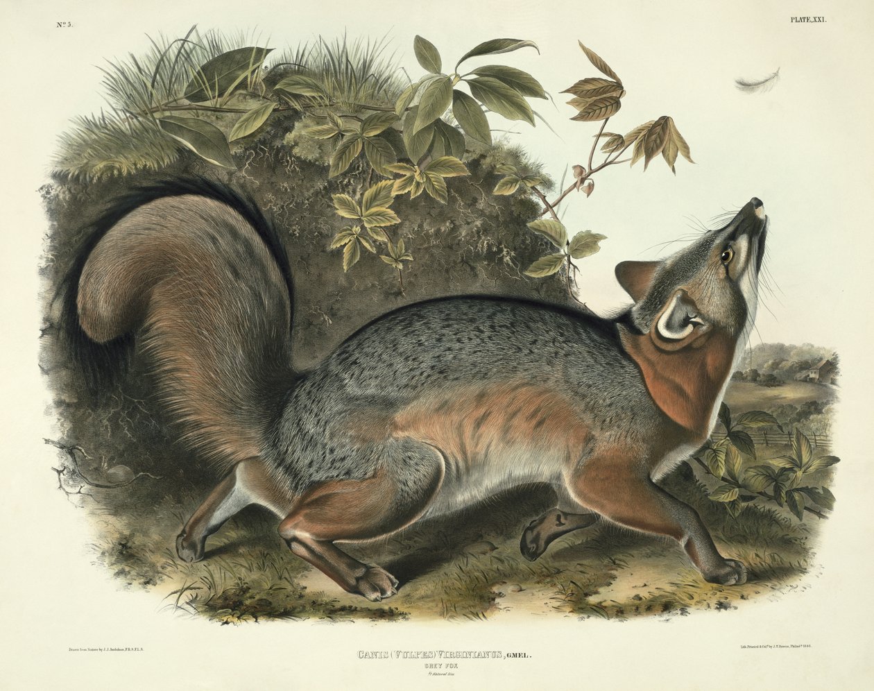 Canis (Vulpes) Virginianus (Grey Fox), 21. tábla az „Észak-Amerika négylábúiról”, John T. Bowen (1801-1856 körül), 1843. alkotó: John James Audubon