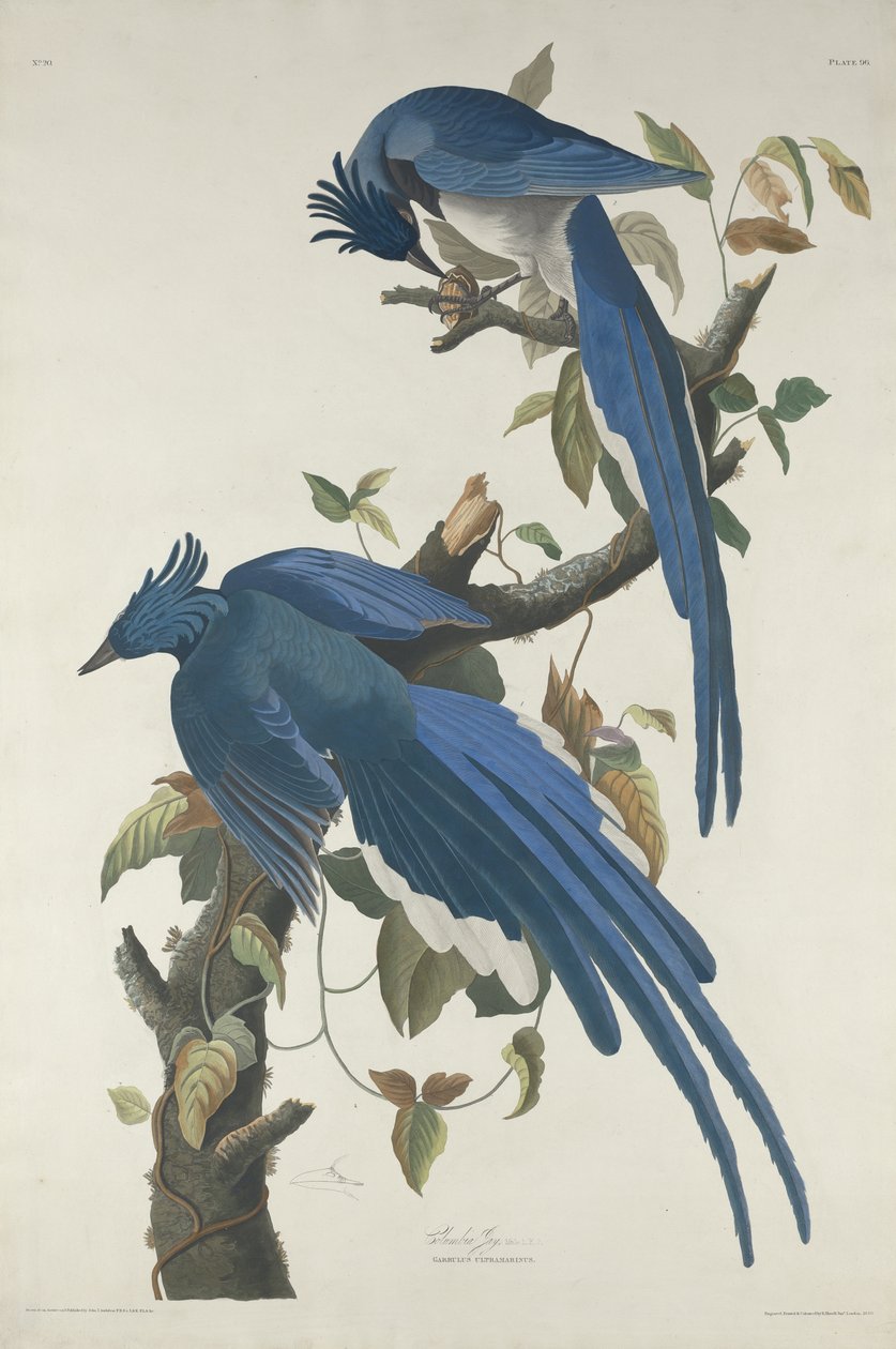 Columbia Jay, 1830 (kézzel színezett rézkarc és akvatinta Whatman papíron) alkotó: John James Audubon
