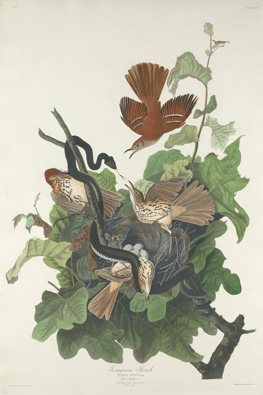 vadrigó, 1831 alkotó: John James Audubon