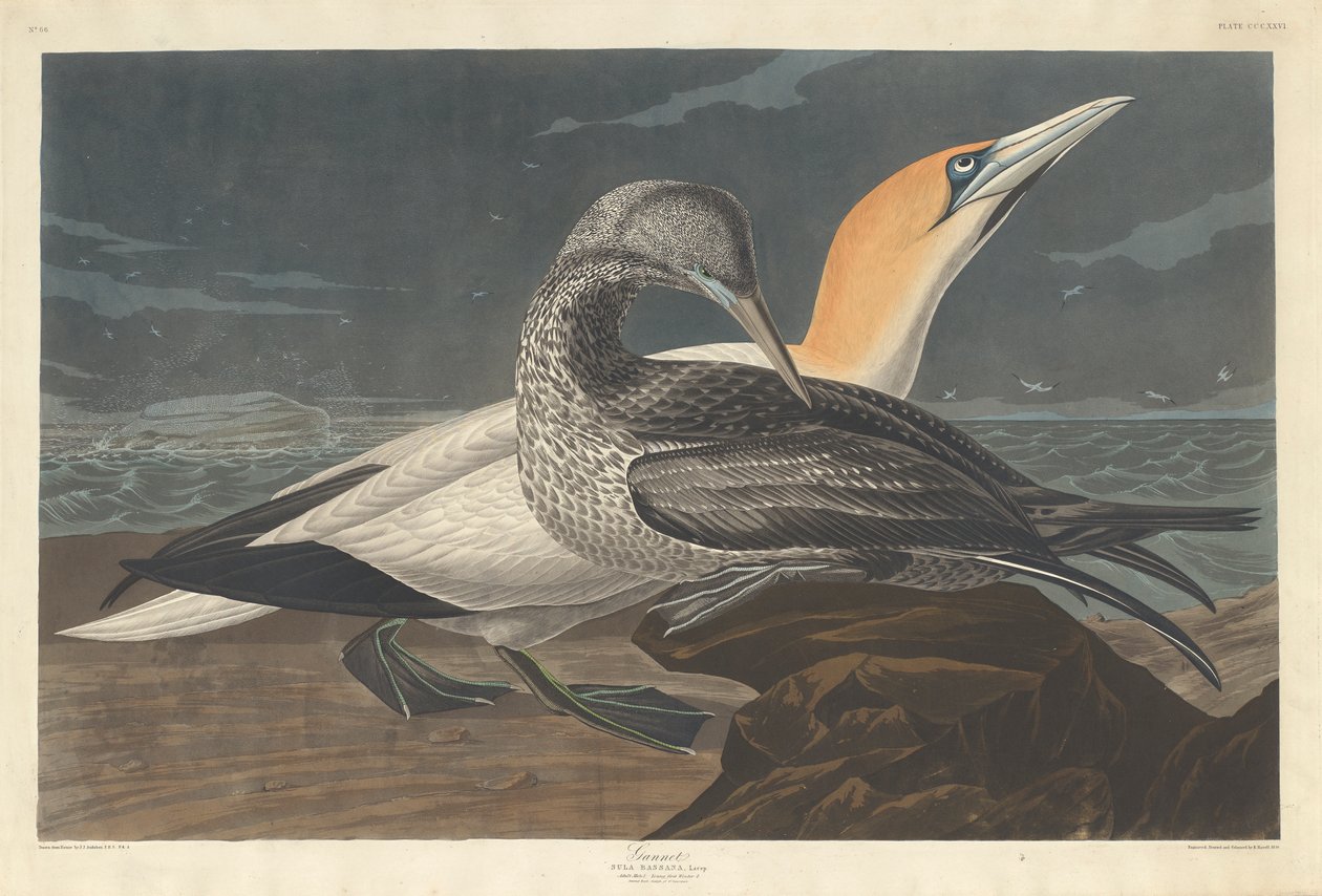 Gannet, 1836 alkotó: John James Audubon