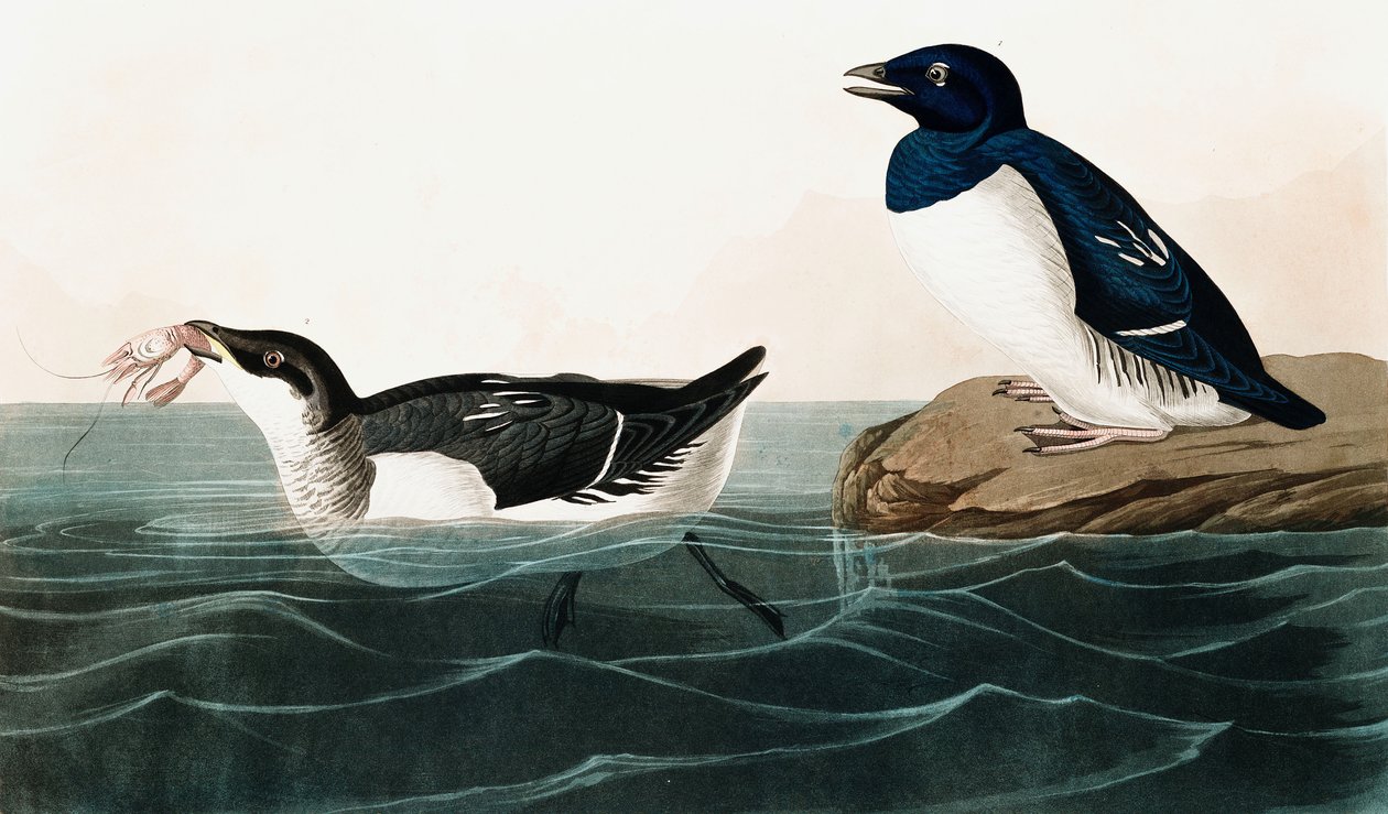 Little Auk, Uria Alle, The Birds of America, John J. Audubon, pub. 1827-38 (kézzel színezett metszet) alkotó: John James Audubon