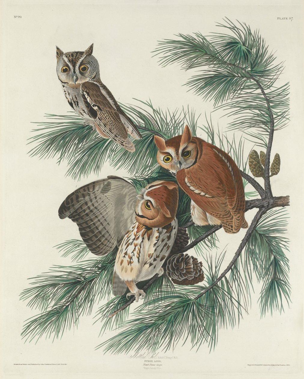 Foltos bagoly, 1830 alkotó: John James Audubon