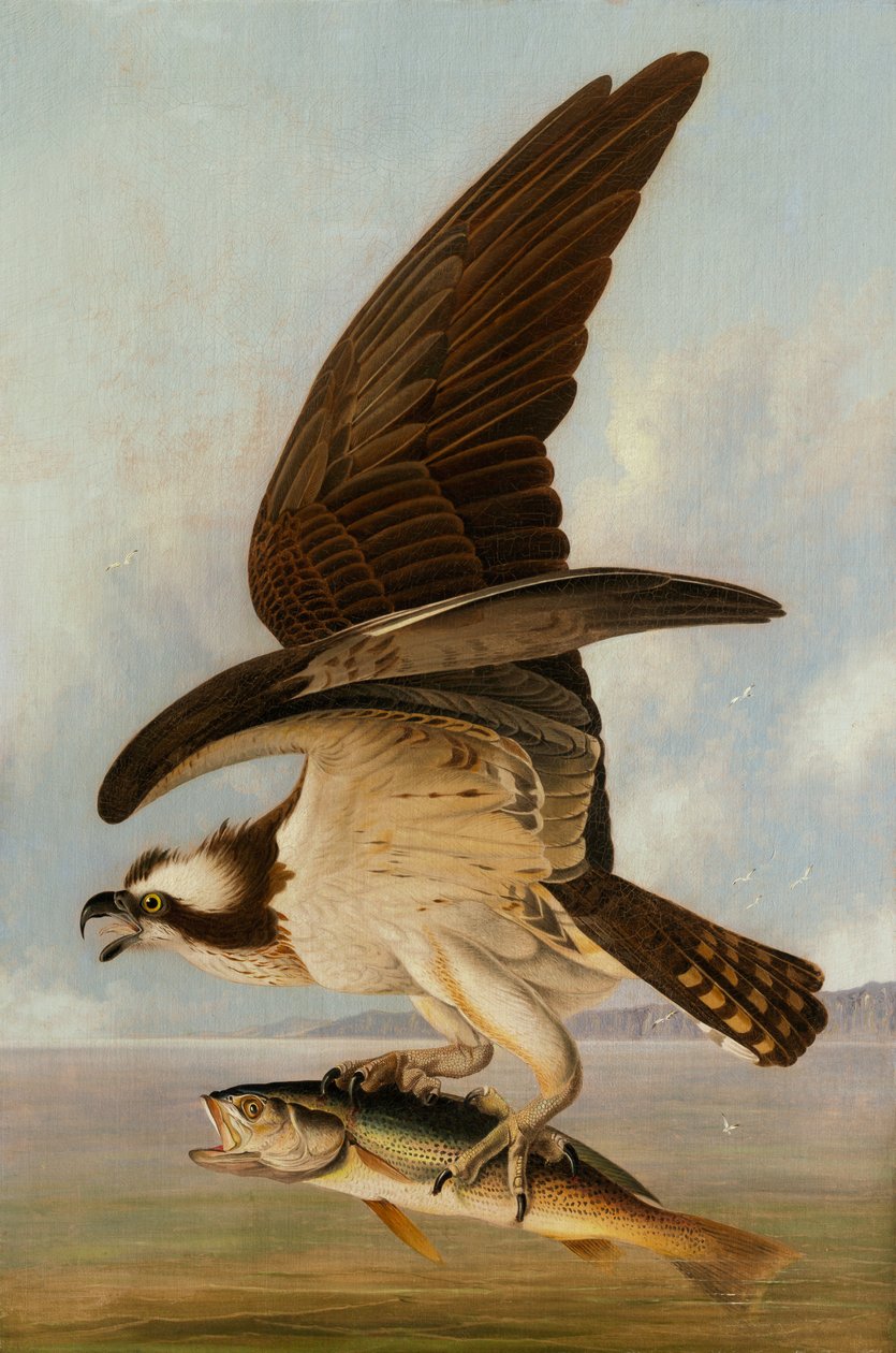Osprey and Weakfish, 1829 (olaj, vászon, farostlemez) alkotó: John James Audubon