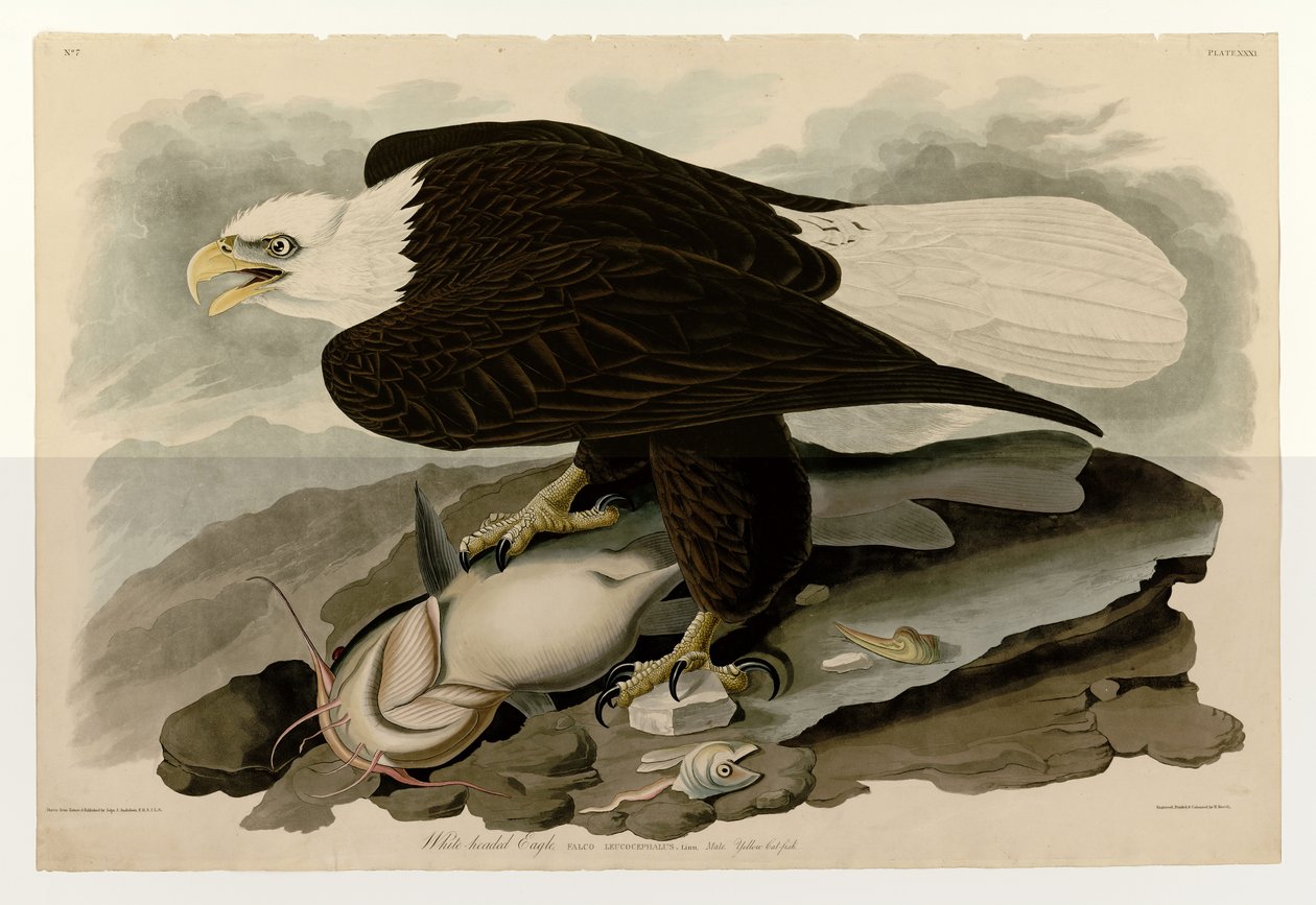A James Bird of America 31. táblája, John James Audubon, fehérfejű sast ábrázol alkotó: John James Audubon