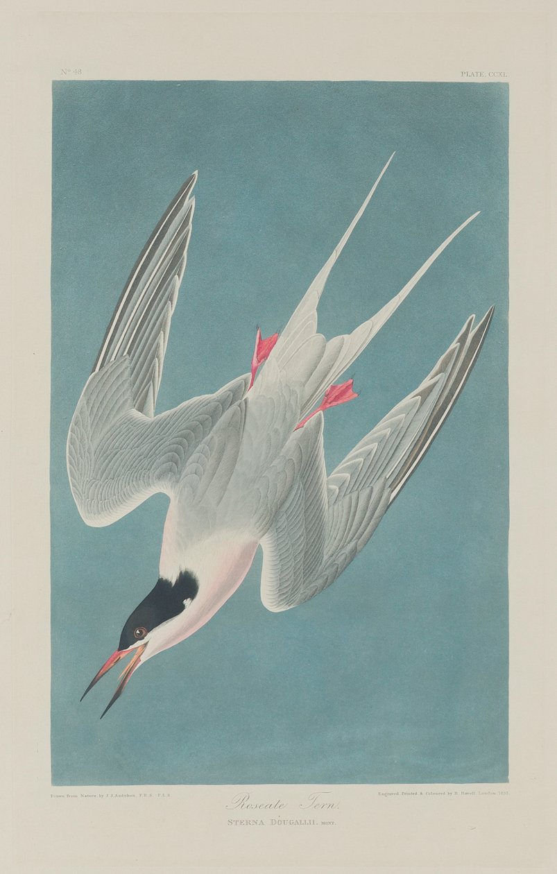 Rózsás csér, 1835 alkotó: John James Audubon