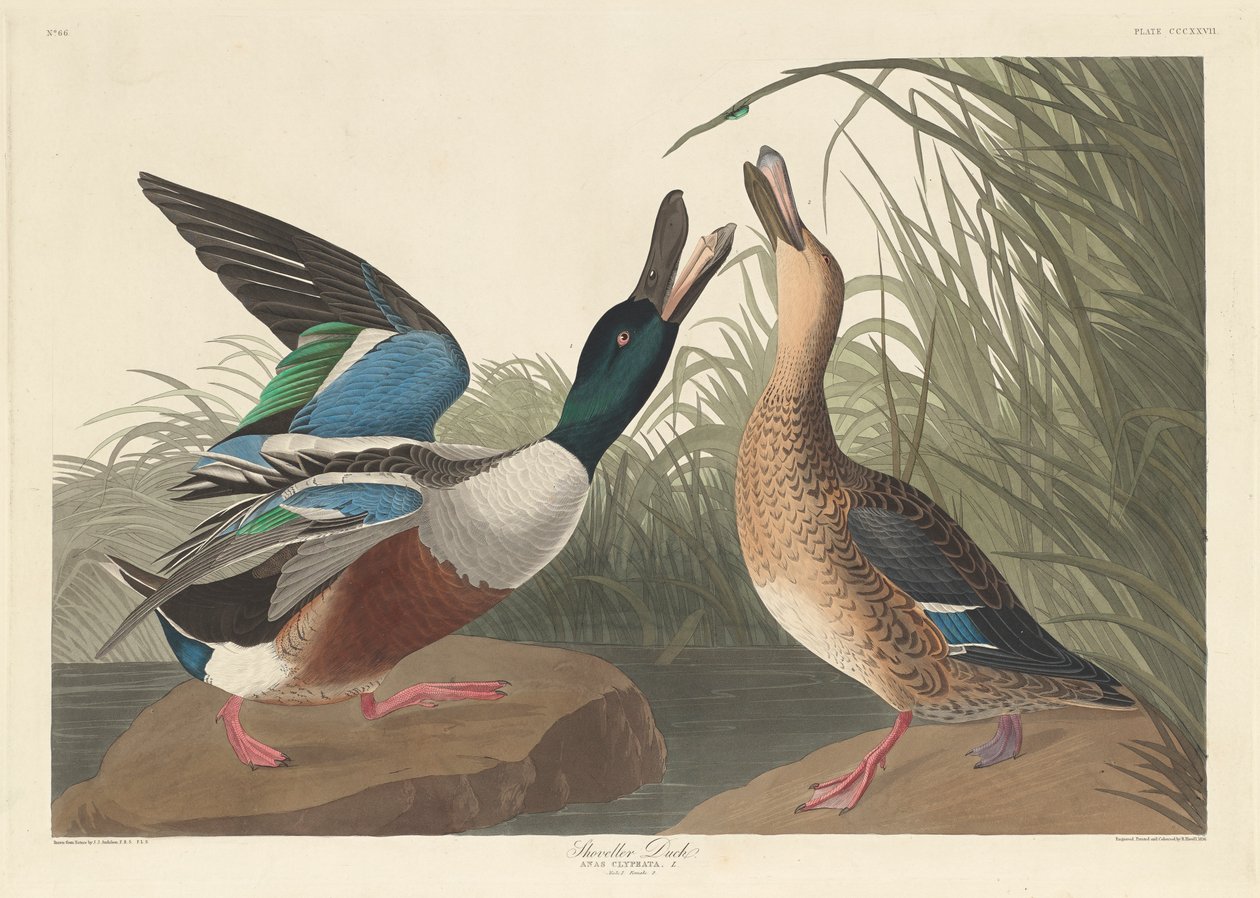 Lapátkacsa, 1836 alkotó: John James Audubon