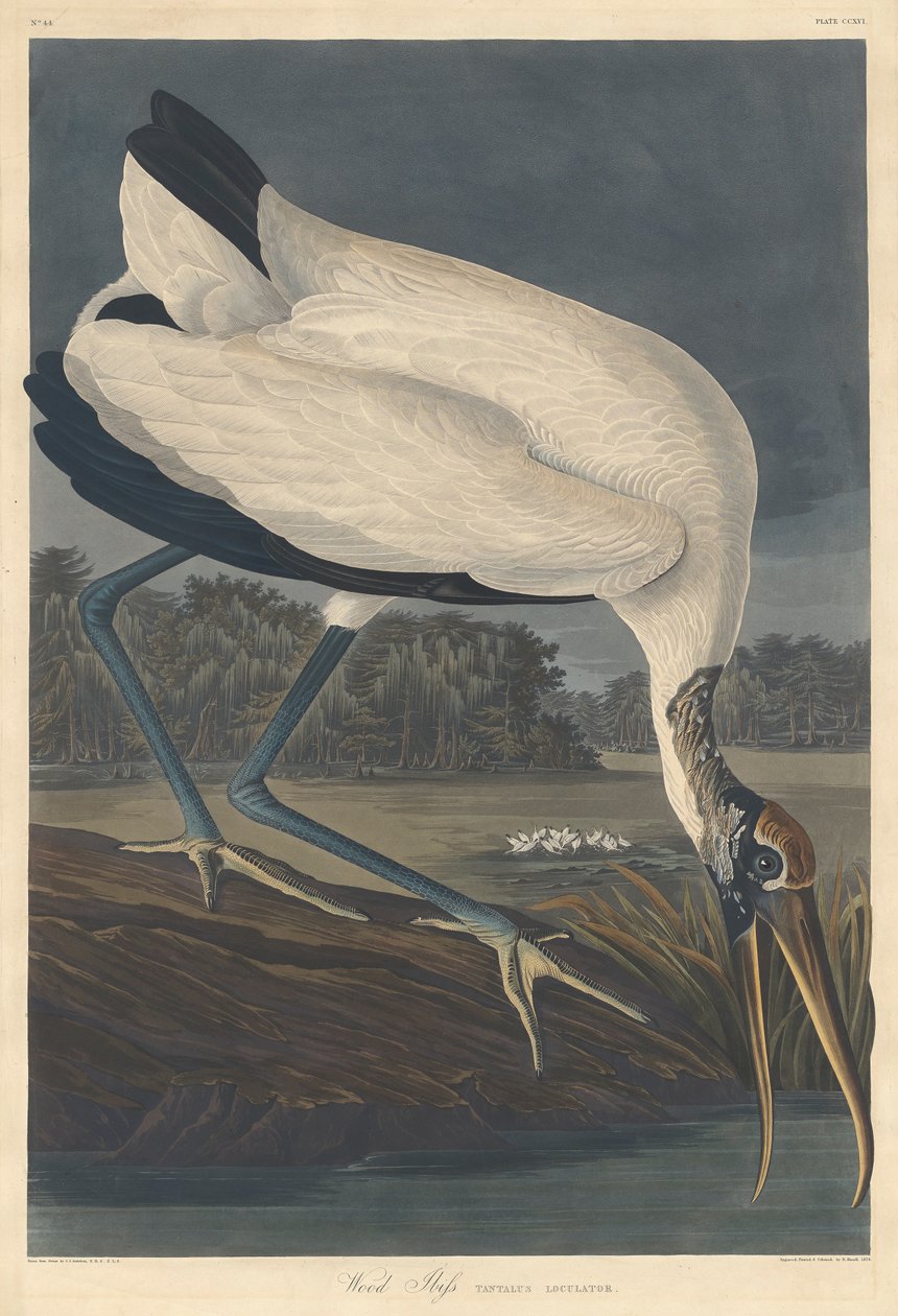 Wood Ibis, 1834 alkotó: John James Audubon