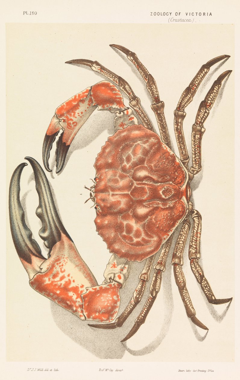 Tasmaniai óriásrák, Pseudocarcinus gigas alkotó: John James Wild