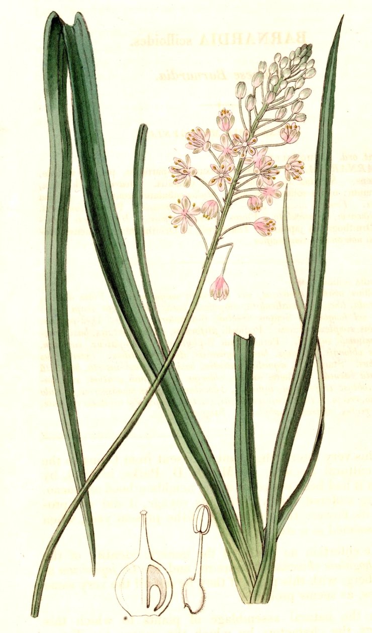 Barnardia japonica alkotó: John Lindley