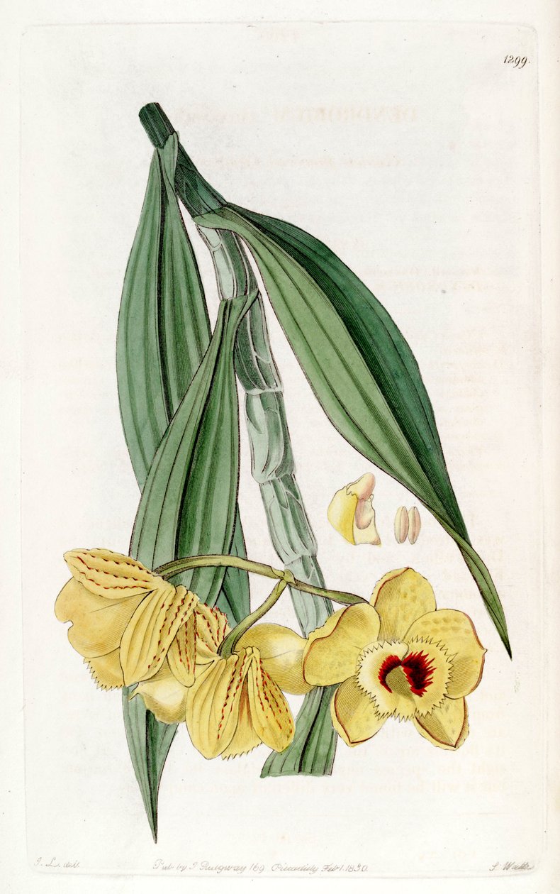 Dendrobium chrysanthum alkotó: John Lindley