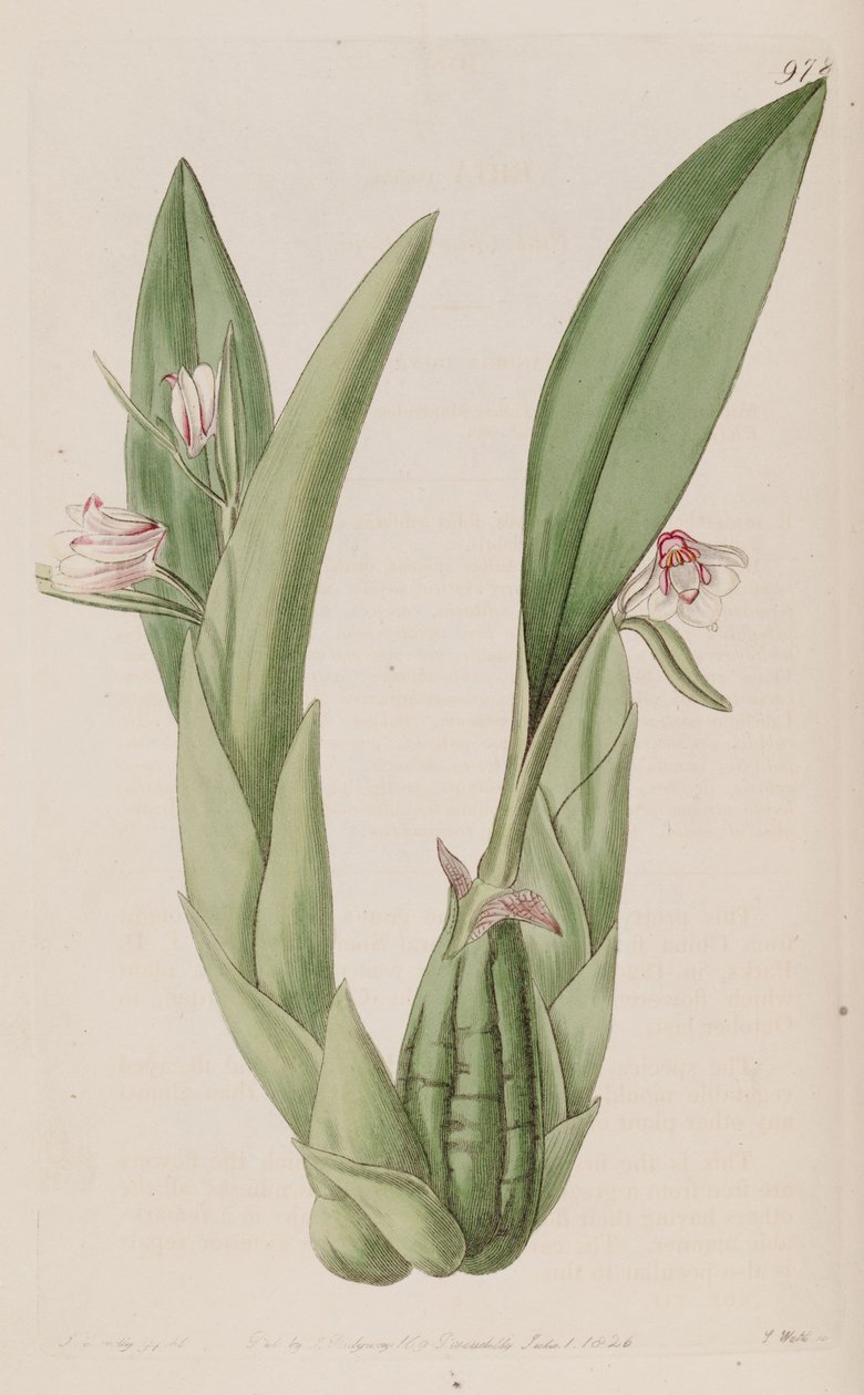 Illusztráció: Eria rosea alkotó: John Lindley