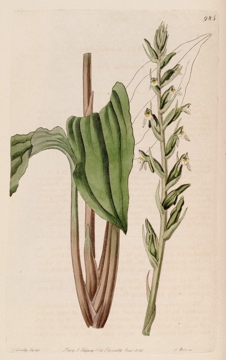 A Pelexia adnata illusztrációja (mint szin. Pelexia spiranthoides) alkotó: John Lindley