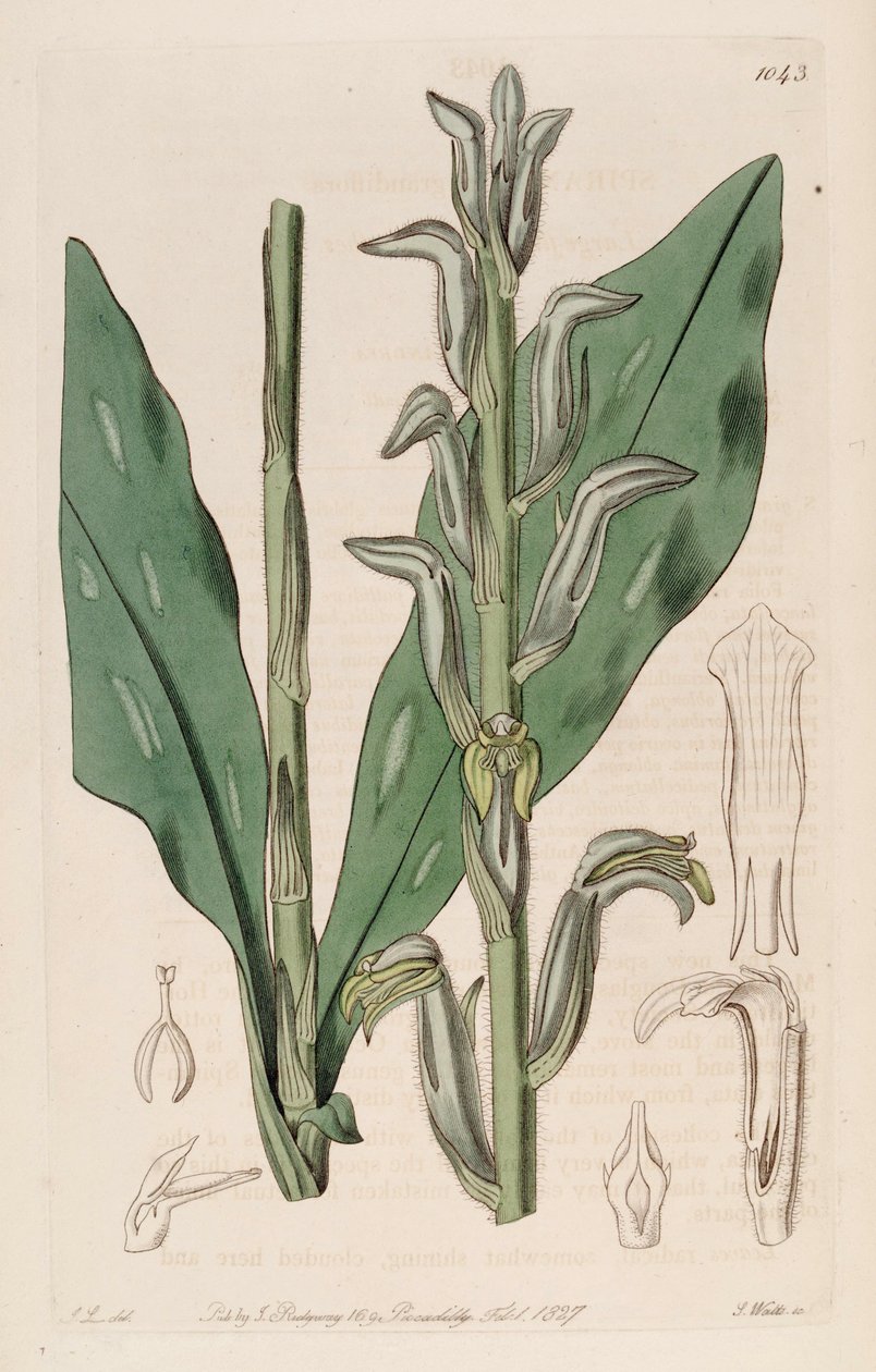Sarcoglottis grandiflora illusztrációja (mint syn. Spiranthes grandiflora) alkotó: John Lindley