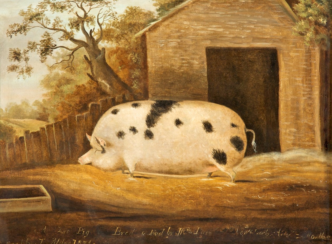 Gloucester Old Spot Pig, 1834 alkotó: John Miles of Northleach