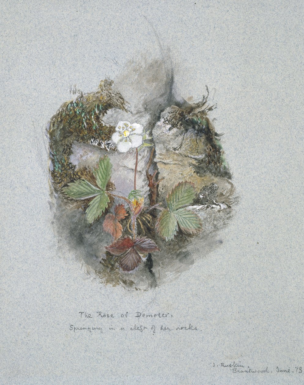 Egy vad eperfa, 1873. június 5-6. (akvarell és testfesték grafitra, kék vászonpapírra) alkotó: John Ruskin