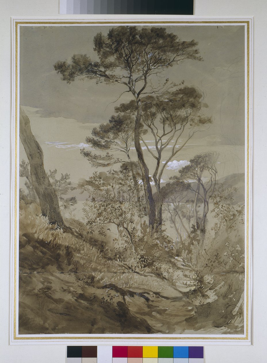 Kőfenyők Sestrinél, Genovai-öböl, 1845. április 30. (ceruza, tollal és fehér testfestékkel, papír) alkotó: John Ruskin